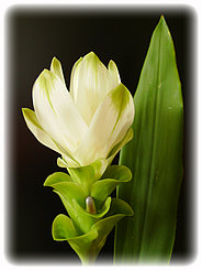Curcumin has a low bioavailability.