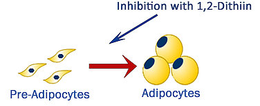 Vinyldithiins have natural anti adipogenic properties.