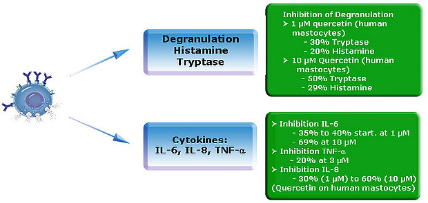 Quercetin anti histaminic properties.