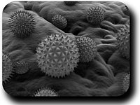 Allergic rhinitis : natural immediate reaction.