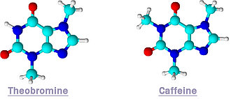Xanthines : theobromine and caffeine.